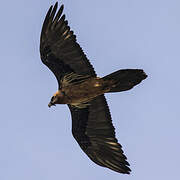 Bearded Vulture