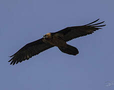 Bearded Vulture