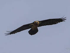 Bearded Vulture