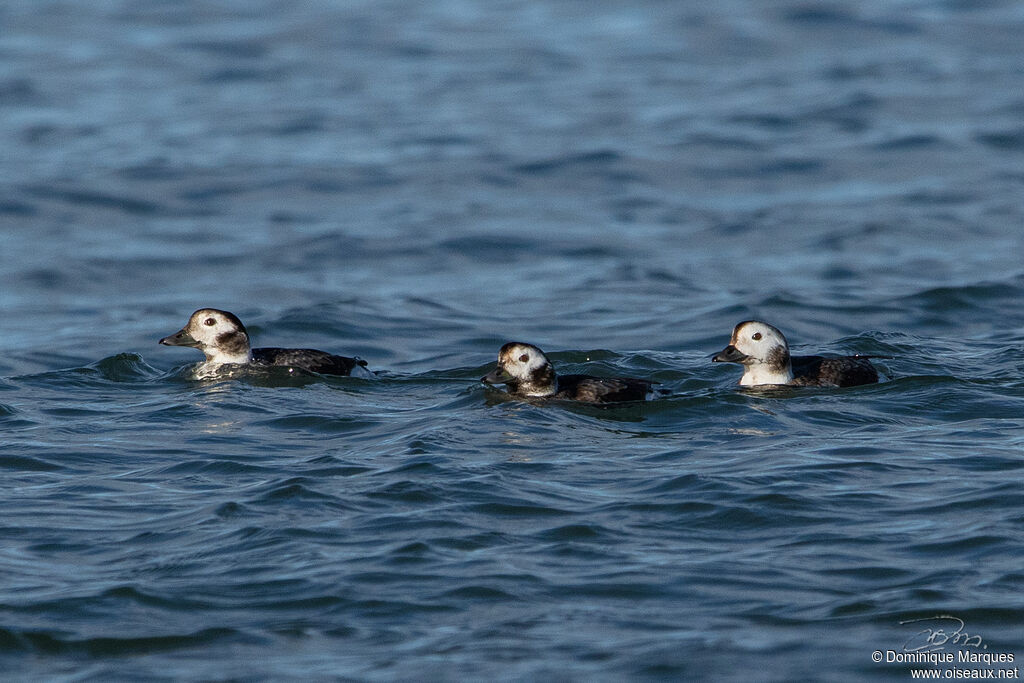 Long-tailed Duck female