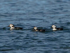 Long-tailed Duck