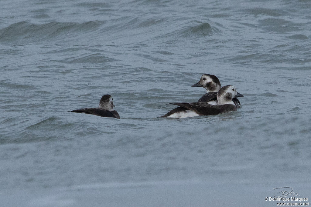 Long-tailed Duck