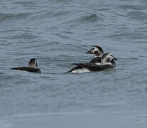 Long-tailed Duck