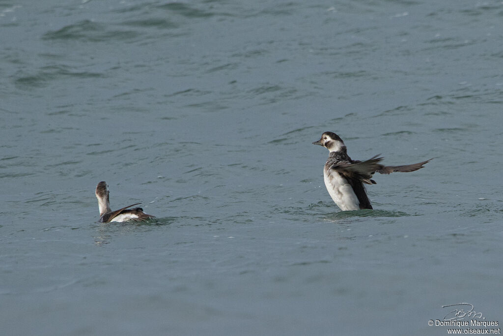 Long-tailed Duck female First year, identification