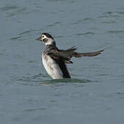 Long-tailed Duck