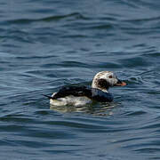 Long-tailed Duck