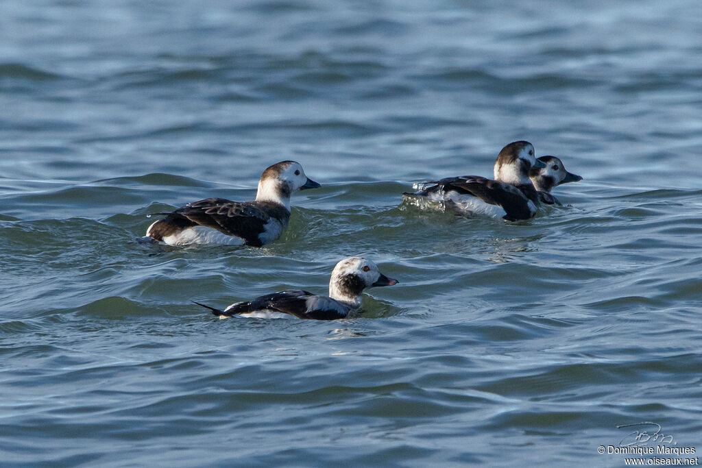 Long-tailed Duck