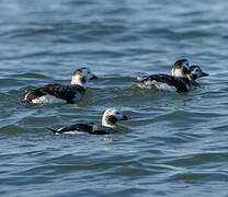 Long-tailed Duck