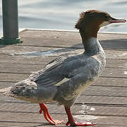 Common Merganser