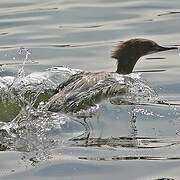 Common Merganser