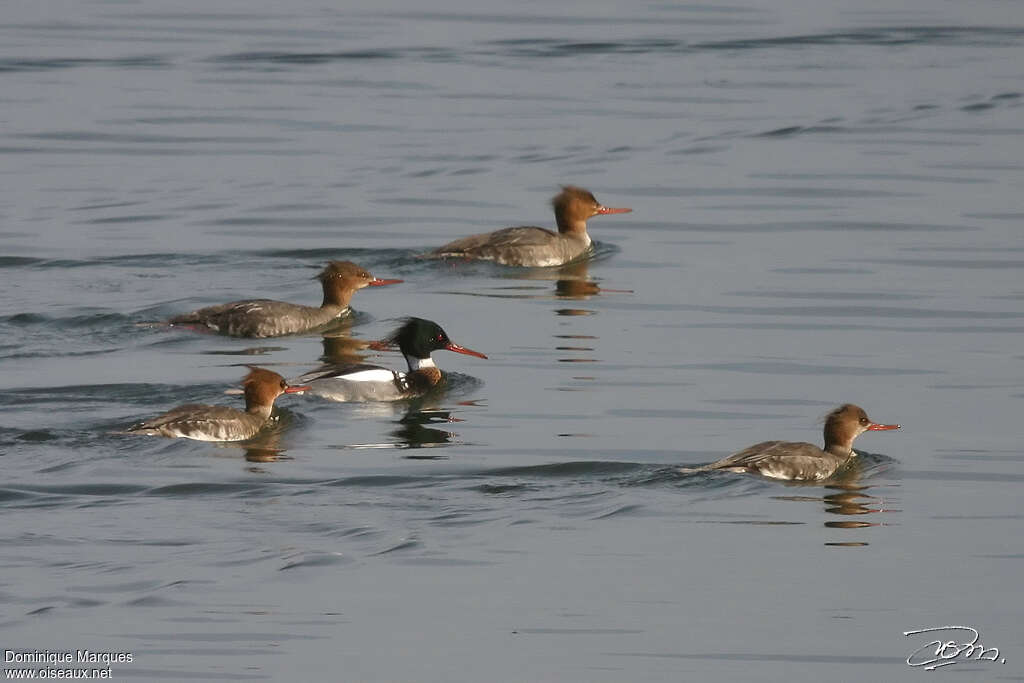 Red-breasted Merganser, Behaviour