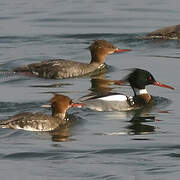 Red-breasted Merganser