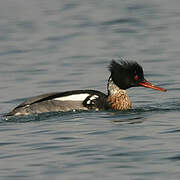 Red-breasted Merganser