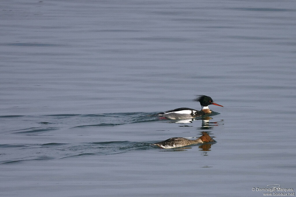 Red-breasted Merganser adult, identification, Behaviour