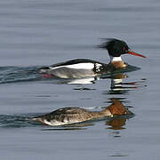 Red-breasted Merganser