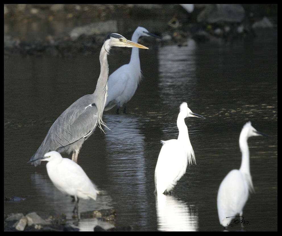 Grey Heron