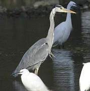 Grey Heron