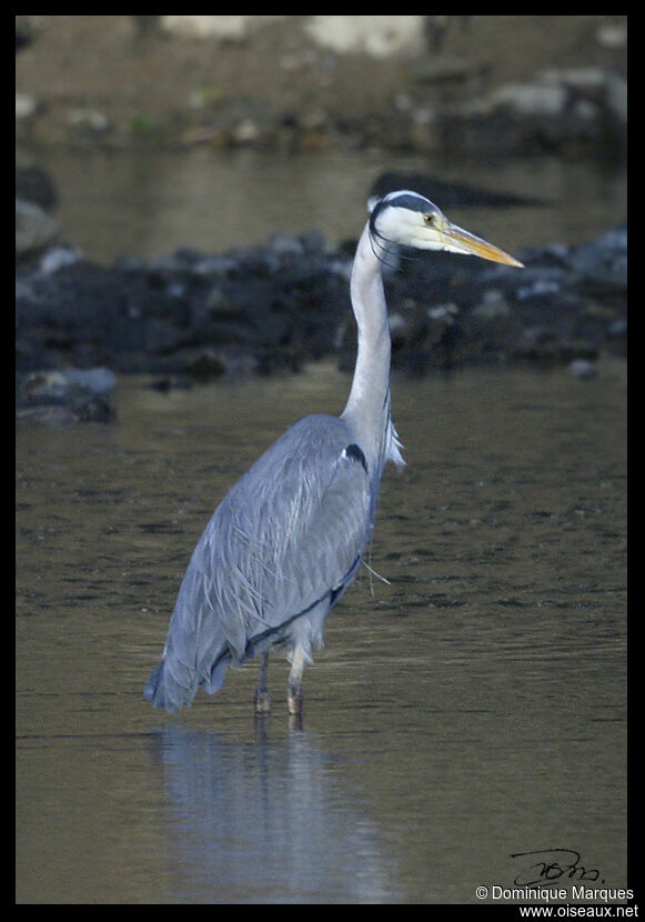 Grey Heron