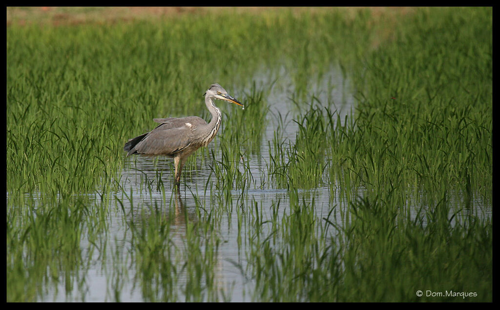 Grey Heronadult