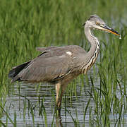 Grey Heron