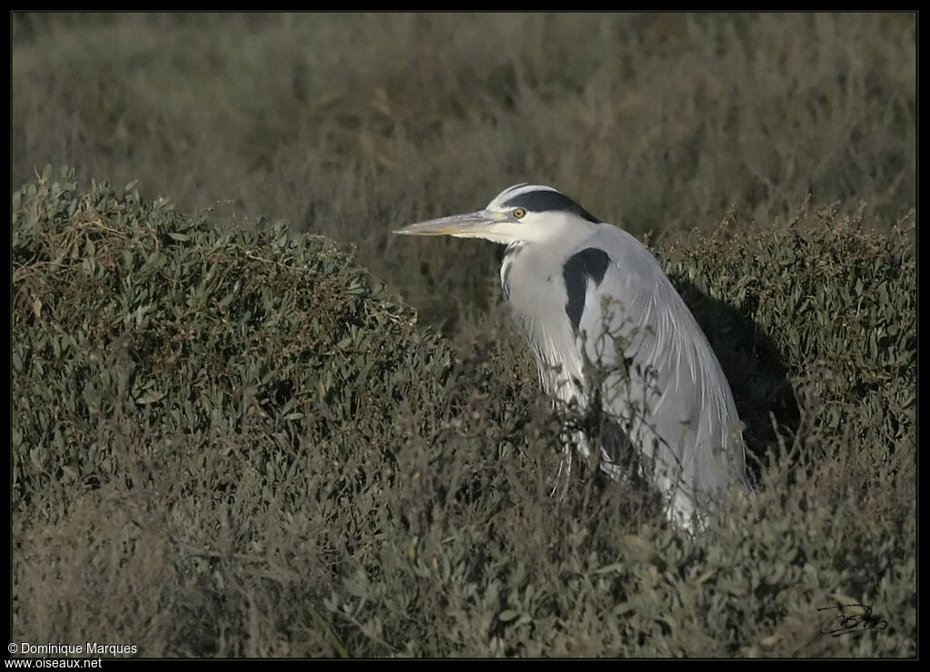 Grey Heronadult