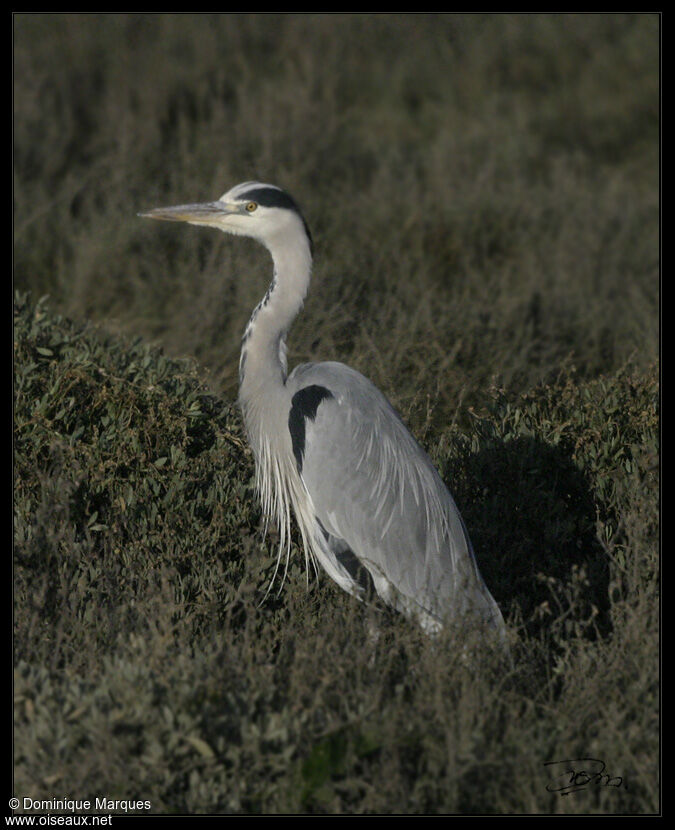 Grey Heronadult