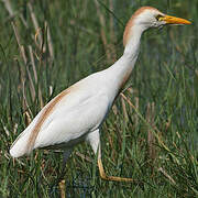 Western Cattle Egret