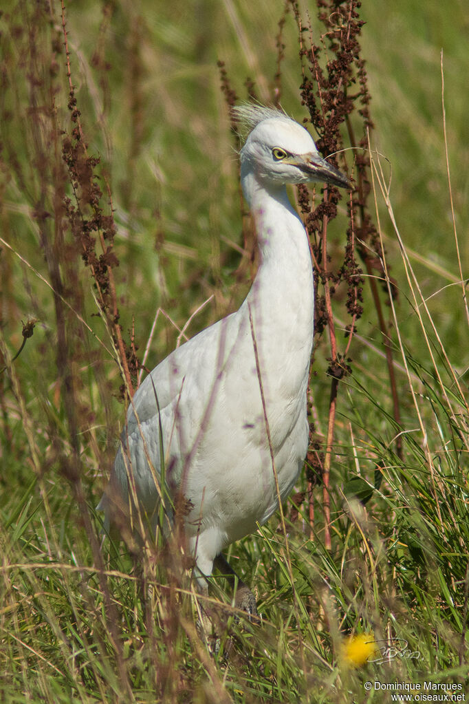 Western Cattle EgretFirst year, identification