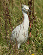 Western Cattle Egret