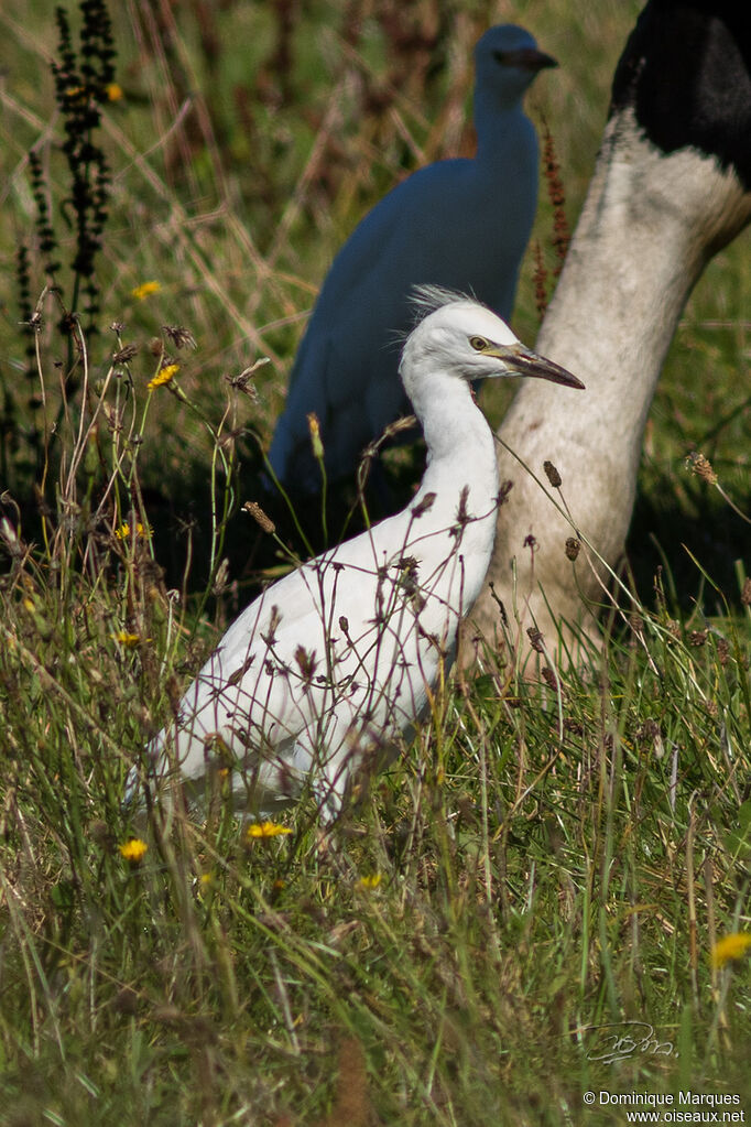 Héron garde-boeufs1ère année, identification