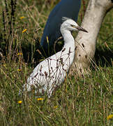 Western Cattle Egret