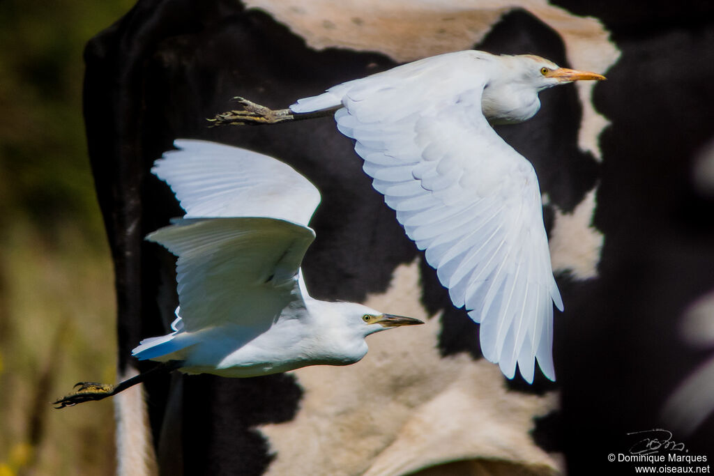 Western Cattle Egretsubadult breeding