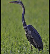 Purple Heron