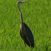 Purple Heron