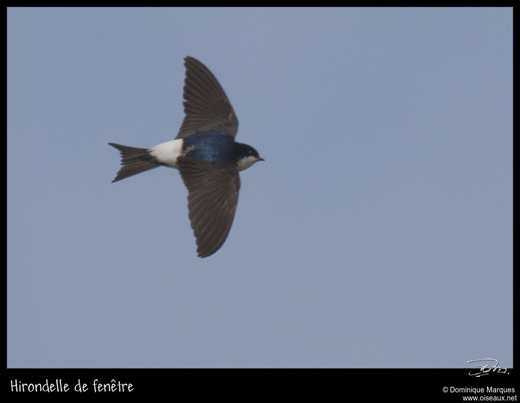 Western House Martinadult, identification