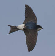 Common House Martin