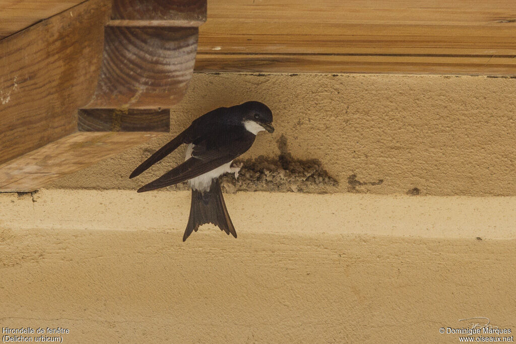 Common House Martinadult, identification, Reproduction-nesting, Behaviour