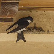 Western House Martin