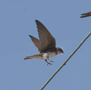 Sand Martin