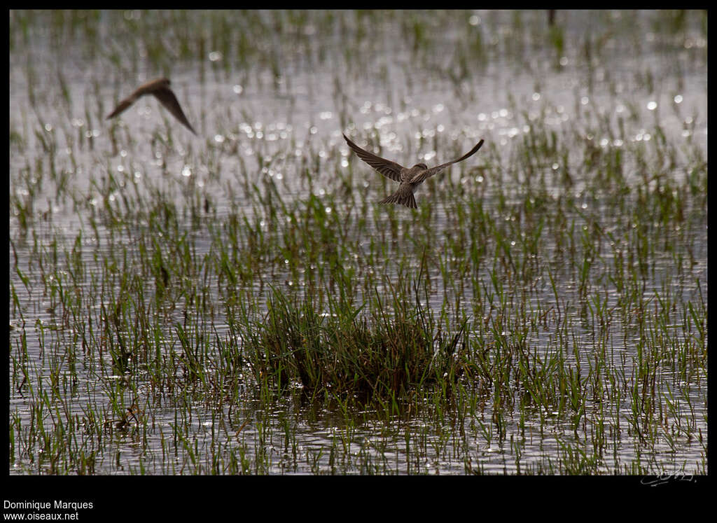 Sand Martinadult, fishing/hunting