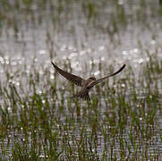 Sand Martin