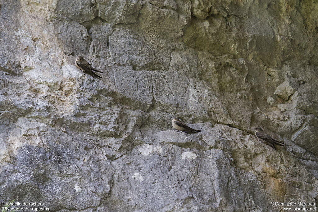 Hirondelle de rochersadulte, identification