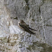 Eurasian Crag Martin