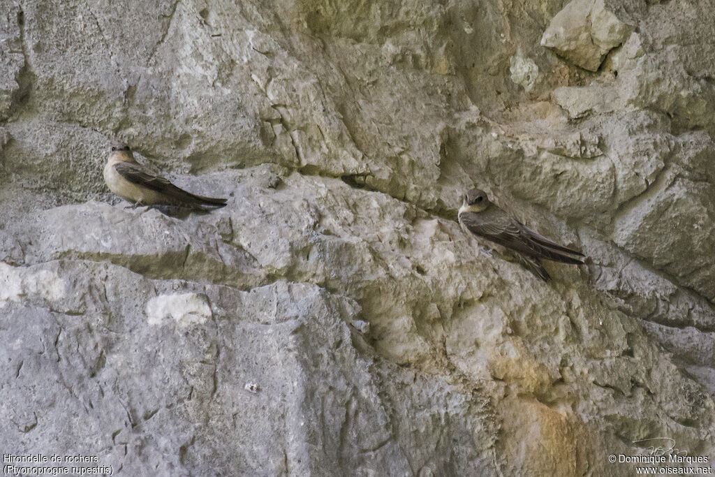 Hirondelle de rochersadulte, identification