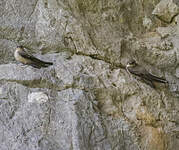 Hirondelle de rochers