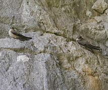 Eurasian Crag Martin