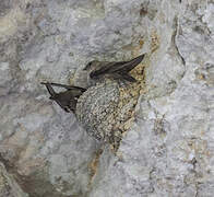 Eurasian Crag Martin