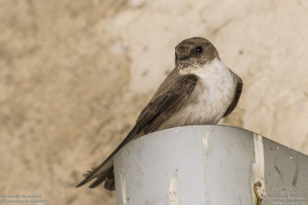 Eurasian Crag Martin