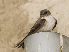 Eurasian Crag Martin