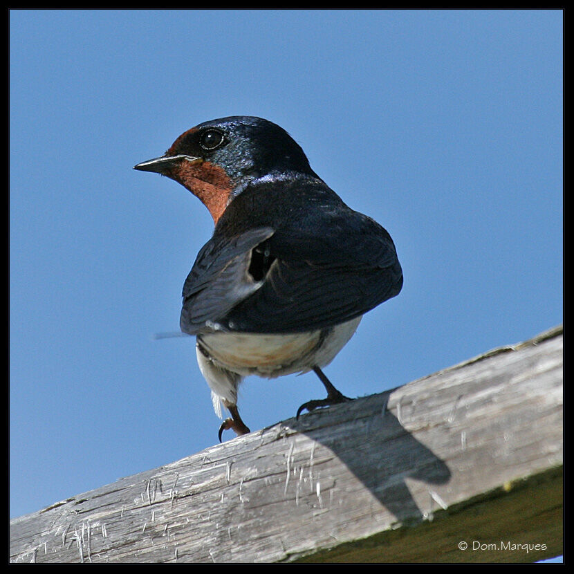 Hirondelle rustiqueadulte